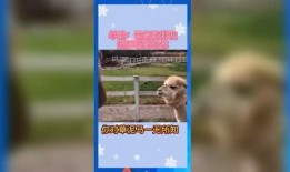 娱乐吃瓜群众歌曲,揭秘娱乐圈背后的“瓜”事